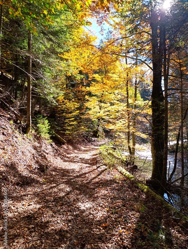 Obraz premium Fall landscape in forest, mountain road covered with leaves