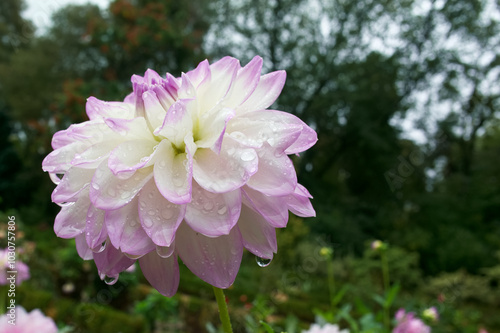 ...chrysanthemum, flower, plant, autumn, natural, nature, colors