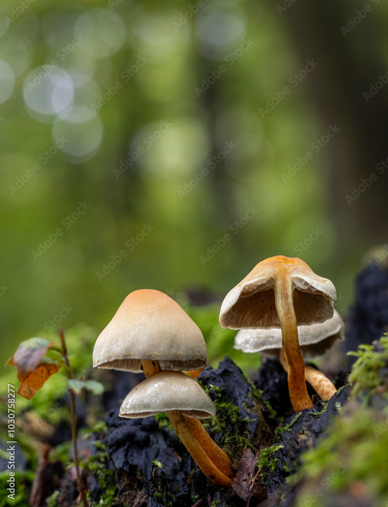 Fototapeta premium Zur Pilzzeit im Wald unterwegs, freigestellt