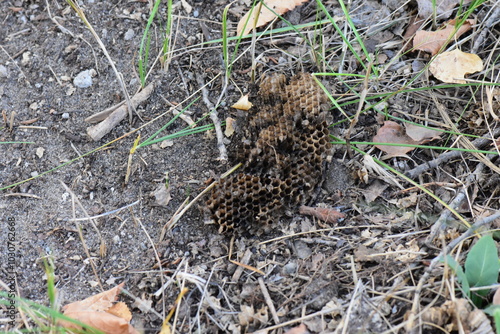 black wasp comb