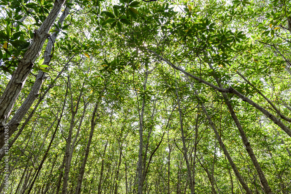 mangrove forest at Pran Buri Forest Park, Prachuap Khiri Khan, Thailand. mangrove forest at Pran Buri Forest Park, Prachuap Khiri Khan, Thailand.