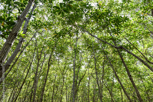 mangrove forest at Pran Buri Forest Park, Prachuap Khiri Khan, Thailand.