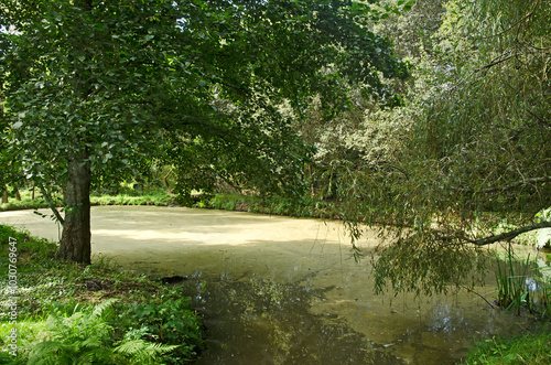 charme, ostrya carpinifolia, saule marsault, salix caprea, mare, jardin, La Boulaye, Le Grand Cosquet, Locmaria, Belle Ile en Mer, Morbihan, 56, France