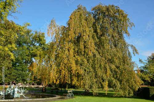 hetre pleureur, fagus sylvatica pendula, les jardins du monde, Pairi Daiza, Domaine de Cambron, Brugelette, Belgique photo