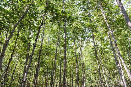 mangrove forest at Pran Buri Forest Park, Prachuap Khiri Khan, Thailand.