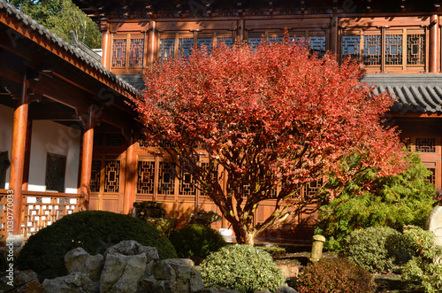 rocaille, cerisier du japon, prunus serrulata, palais,  jardin Chinois, les jardins du monde, Pairi Daiza, Domaine de Cambron, Brugelette, Belgique photo