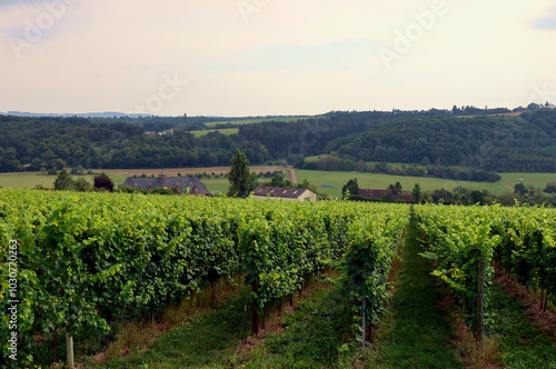 Weinberge und Falkensteiner Hof bei Niedermennig. Aussicht vom neuen Wanderweg Moselsteig Seitensprung Konzer Höhenrunde bei Konz an der Mosel im Landkreis Trier-Saarburg. 