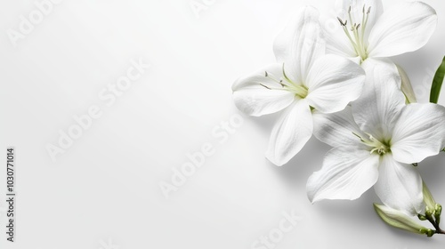 Serene elegance, white lily flowers gracefully bloom against a pristine white backdrop