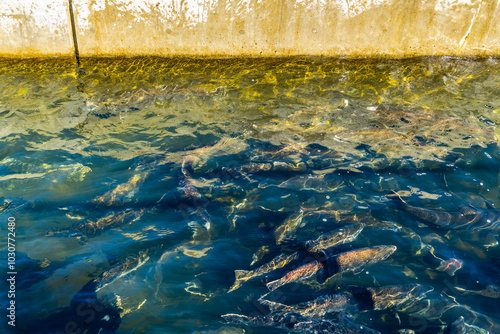 Obraz na płótnie Fish Hatchery Salmon