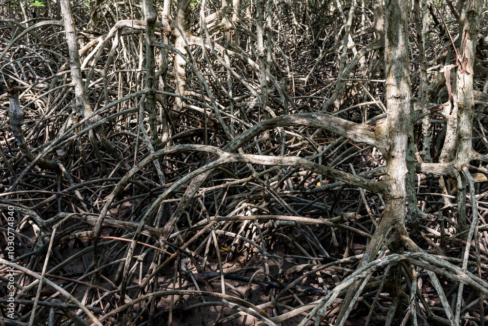 mangrove forest at Pran Buri Forest Park, Prachuap Khiri Khan, Thailand. mangrove forest at Pran Buri Forest Park, Prachuap Khiri Khan, Thailand.