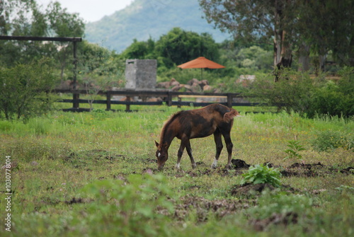 horse in the field