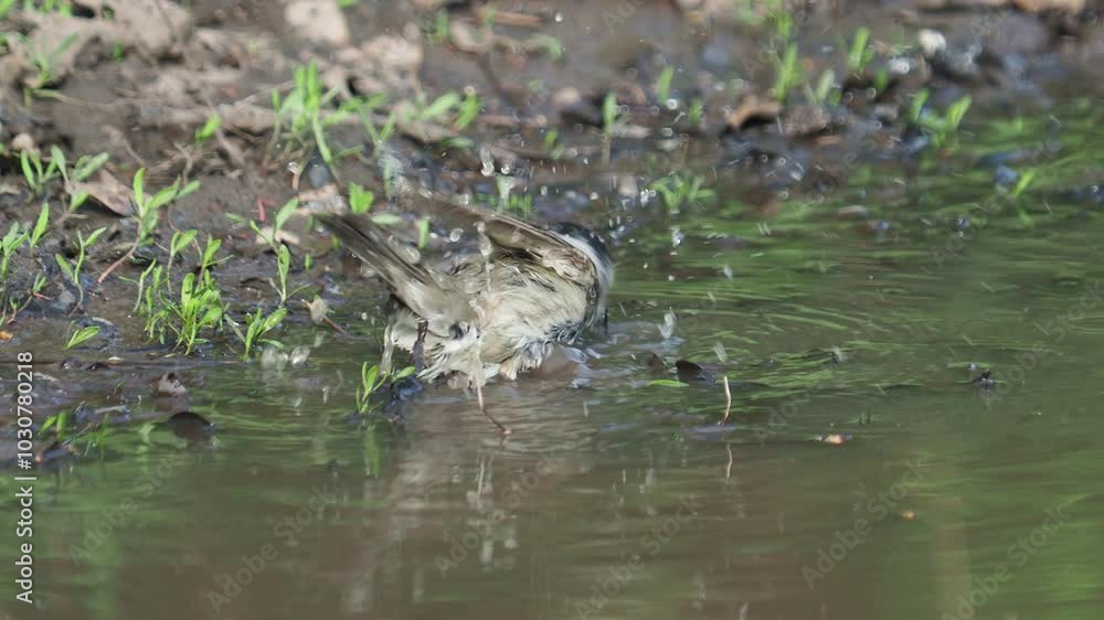 The blackcap bird taking a bath, Sylvia atricapilla, with the sound of singing birds in the background
The blackcap bird taking a bath, Sylvia atricapilla, with the sound of singing birds in the background