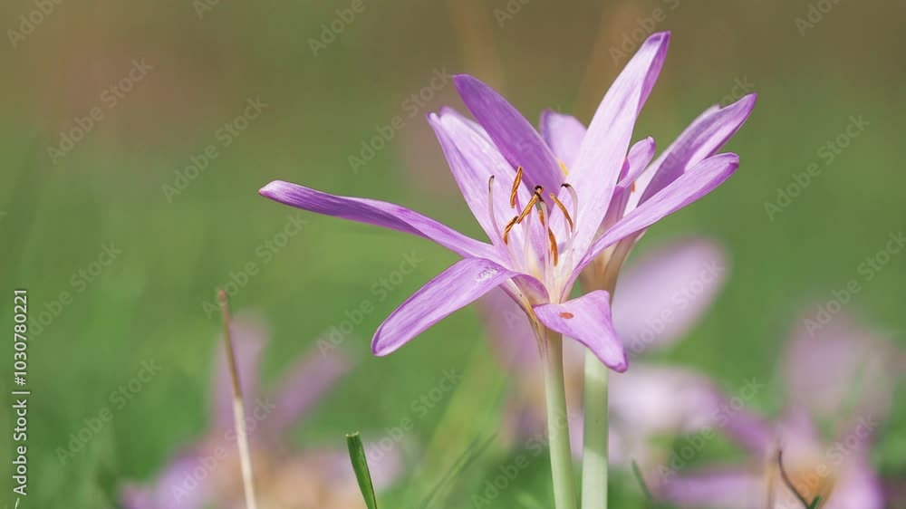 Flower of autumn crocus on a meadow, Colchicum autumnale Flower of autumn crocus on a meadow, Colchicum autumnale