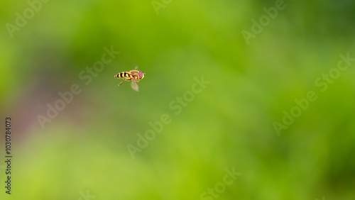 Minimalist photo - Syrphid fly photo