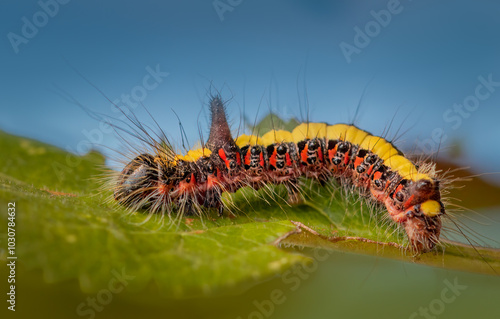 Grey dagger moth larva - Acronicta psi photo