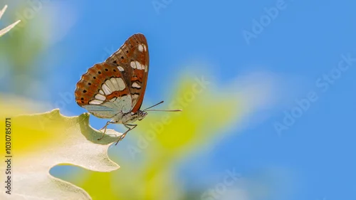 Obraz Southern White Admiral - Limenitis reducta