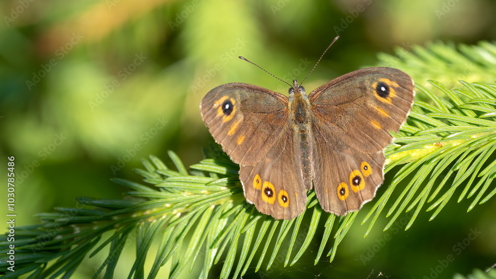Large wall brown - Lasiommata maera Large wall brown - Lasiommata maera