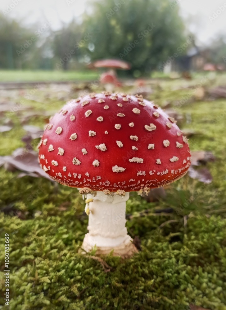 fly agaric mushroom fly agaric mushroom