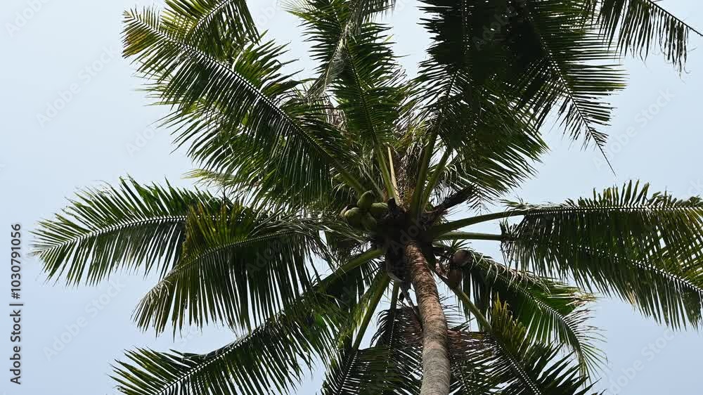 Serene beauty of a palm tree swaying against a clear blue sky in a tropical paradise. Perfect for nature and travel projects Serene beauty of a palm tree swaying against a clear blue sky in a tropical paradise. Perfect for nature and travel projects