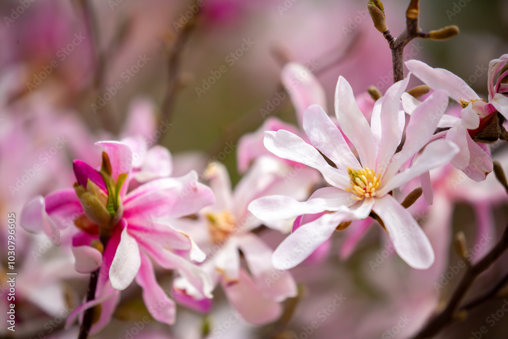 Blooming magnolia in spring. Beautiful buds of pink flowers close-up with blurred space for text. Blooming magnolia in spring. Beautiful buds of pink flowers close-up with blurred space for text.