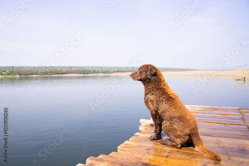 chesapeake bay retriever in the water	