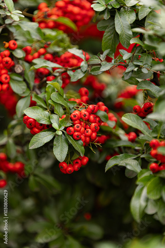 Heart of Nature: Red Berries and Green Leaves 