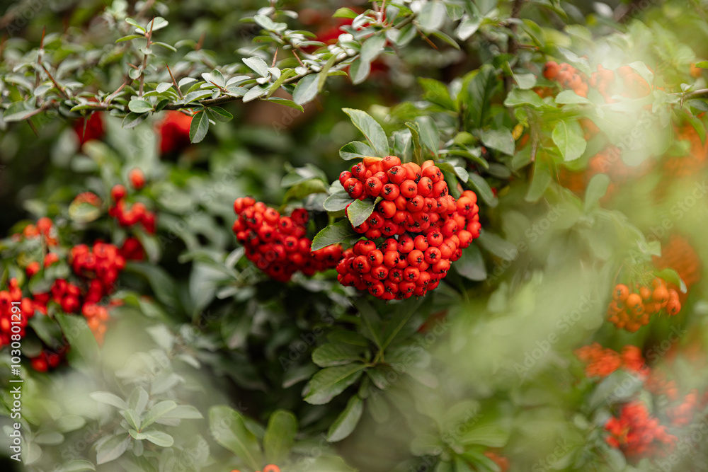 Heart of Nature: Red Berries and Green Leaves Heart of Nature: Red Berries and Green Leaves