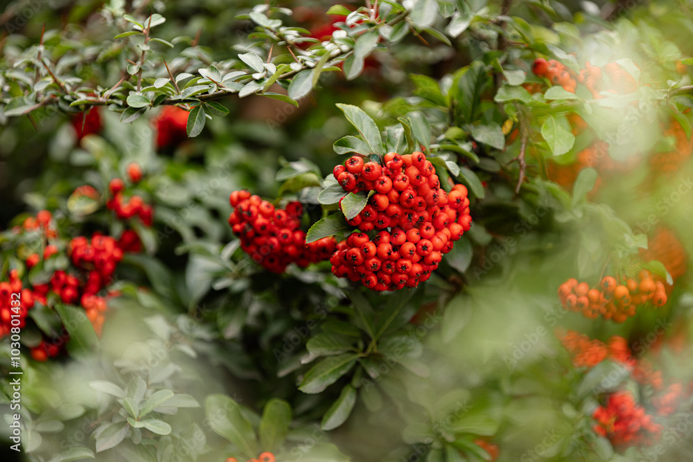 Heart of Nature: Red Berries and Green Leaves Heart of Nature: Red Berries and Green Leaves