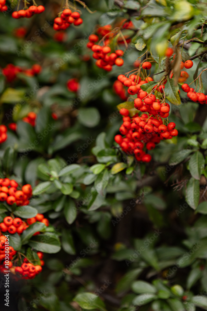 Heart of Nature: Red Berries and Green Leaves Heart of Nature: Red Berries and Green Leaves