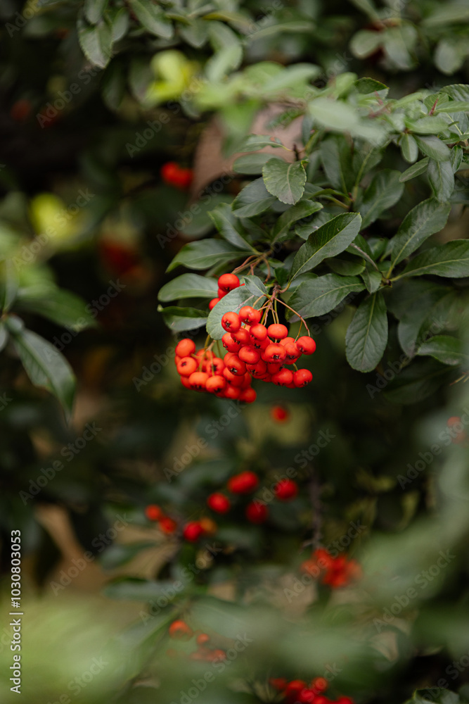 Heart of Nature: Red Berries and Green Leaves Heart of Nature: Red Berries and Green Leaves
