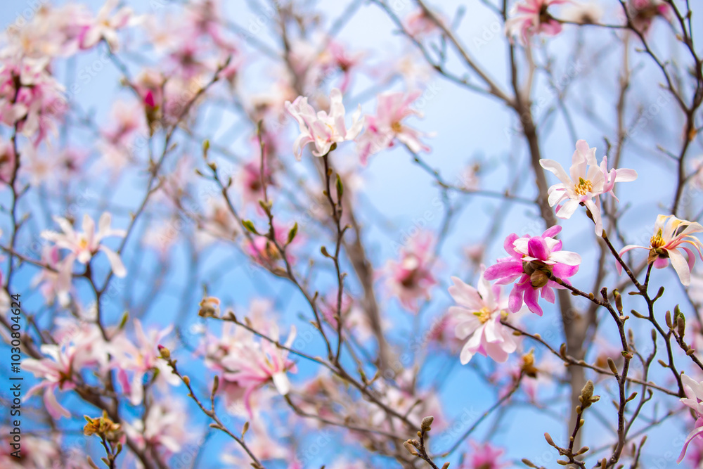 Blooming magnolia in spring. Beautiful buds of pink flowers close-up with blurred space for text. Blooming magnolia in spring. Beautiful buds of pink flowers close-up with blurred space for text.
