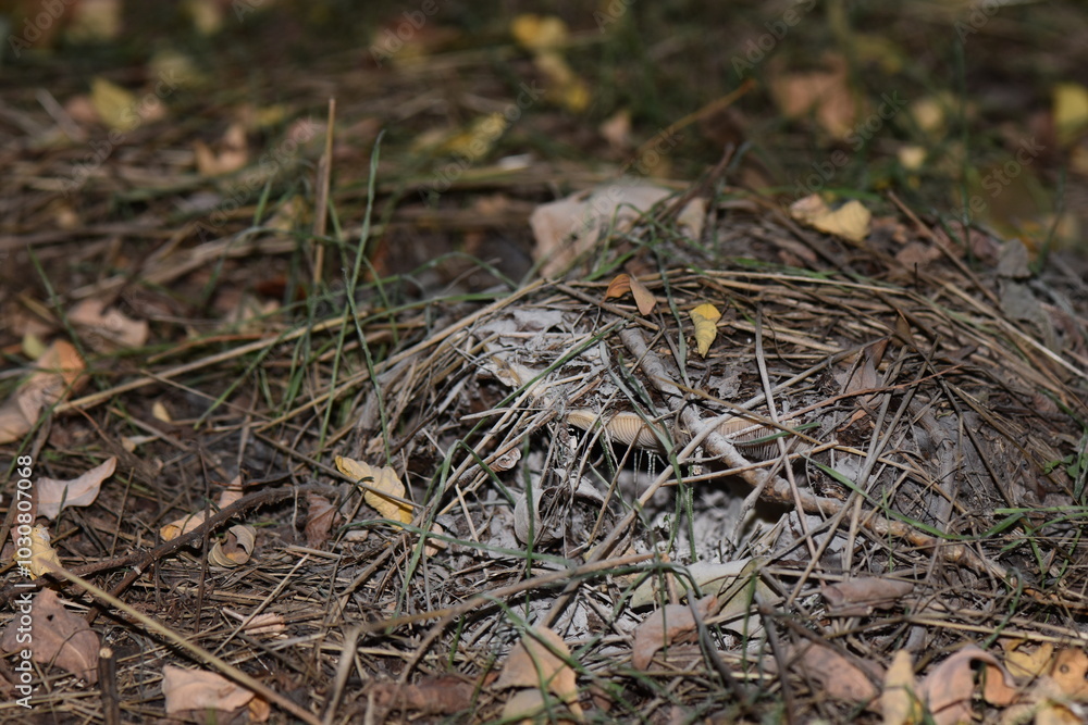 milk mushroom under black moss on the ground milk mushroom under black moss on the ground