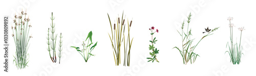 Lake reed, swamp horsetail, arrowhead, cattail, cane, marsh cinquefoil, umbrella rush. Aquatic and coastal plants realistic drawings set isolated on white background.