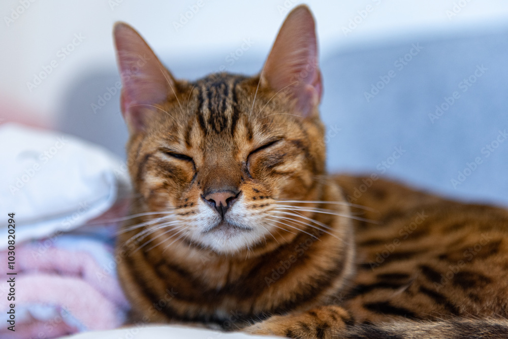 Portrait of a Bengal cat in the apartment Portrait of a Bengal cat in the apartment