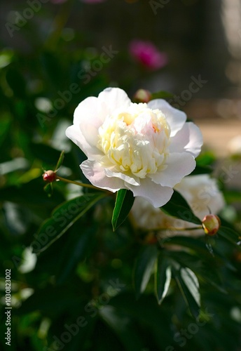 peony flower