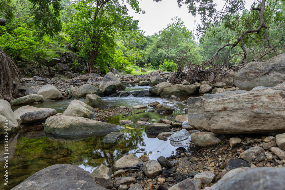 Tranquil Rainforest Scene with Calm river Water and Dense Greenery at Morning Tranquil Rainforest Scene with Calm river Water and Dense Greenery at Morning