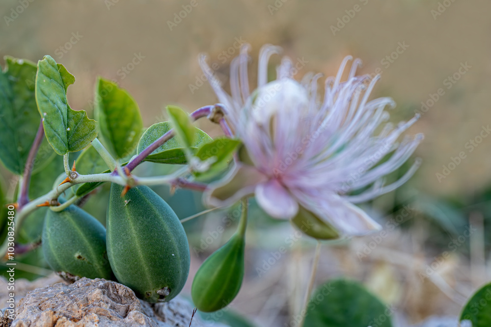 Caper or caper is a thorny plant species from the Capparaceae family. Close-up of caper fruits.
