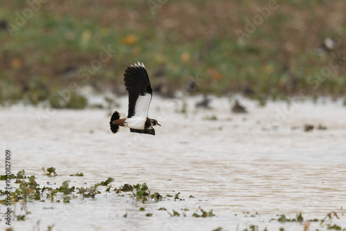 Northern Lapwing Vanellus vanellus in flight in Central France photo