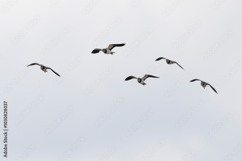Fototapeta premium Northern Lapwing Vanellus vanellus in flight in Central France
