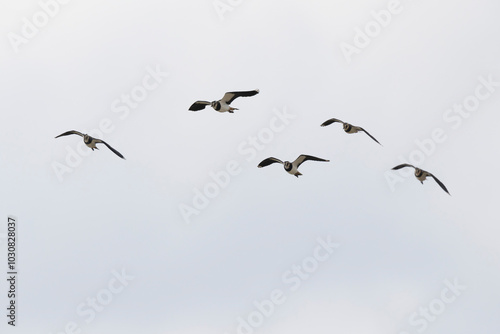 Northern Lapwing Vanellus vanellus in flight in Central France