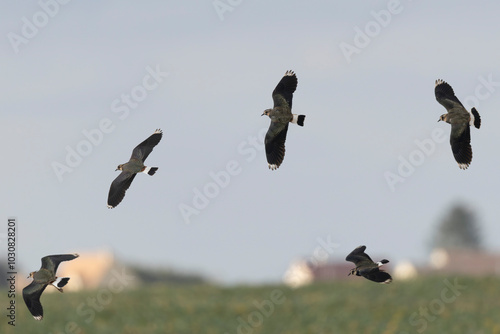 Northern Lapwing Vanellus vanellus in flight in Central France photo