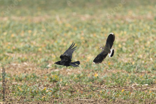 Northern Lapwing Vanellus vanellus in flight in Central France photo