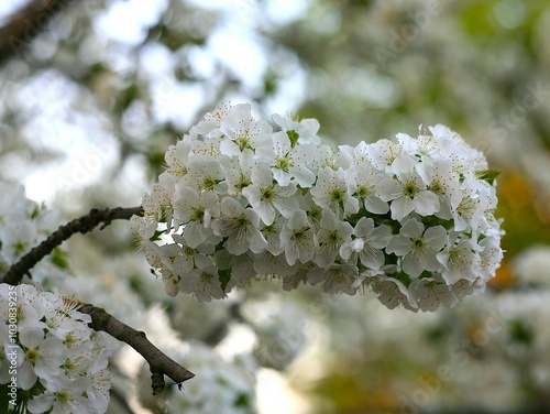 #Blooming tree