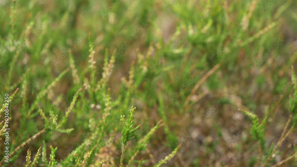 Close up of common heather in their natural habitat. Calluna vulgaris. Lithuania - 08 20 2024. Close up of common heather in their natural habitat. Calluna vulgaris. Lithuania - 08 20 2024.