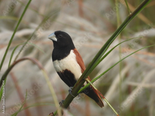 tricolored munia in kashful