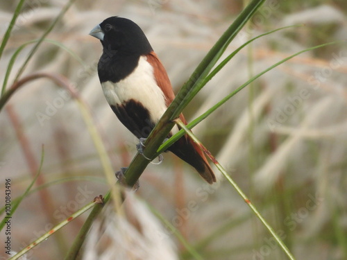 Tricoloured munia--Munia Bird--Tricoloured munia Bird