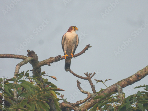 Red-necked falcon