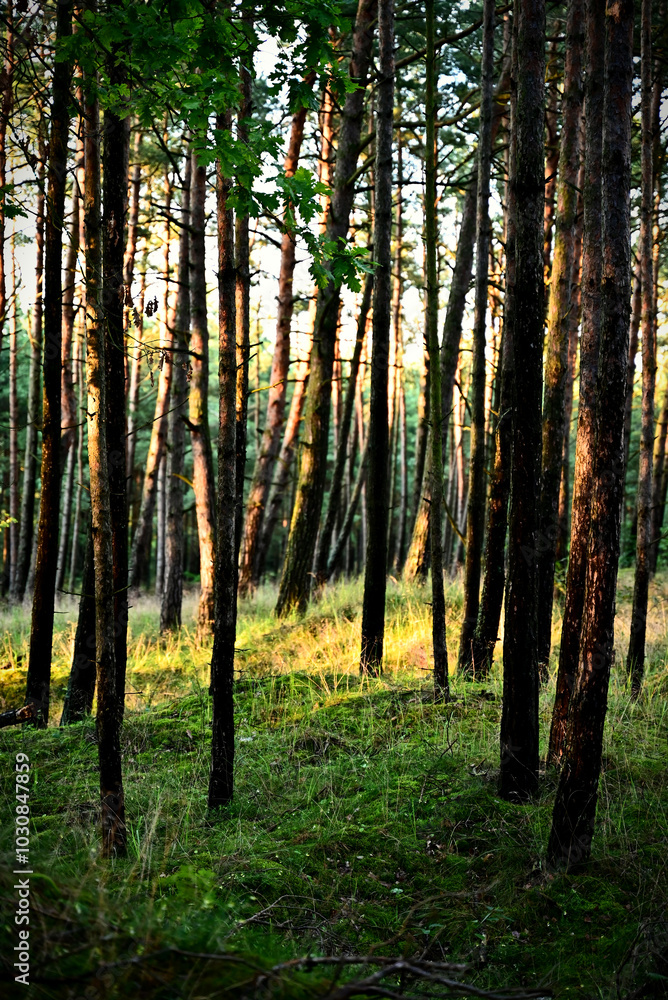 Obraz premium Las sosnowy