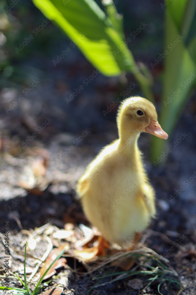 male duckling