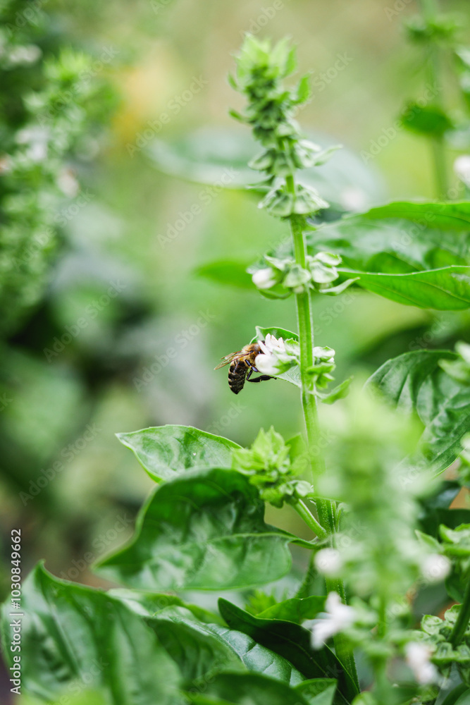 Fresh Green Basil with Dried Spices and Beetles as Pests on Mediterranean Organic Ingredients Fresh Green Basil with Dried Spices and Beetles as Pests on Mediterranean Organic Ingredients